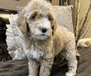 Goldendoodle Puppy for sale in YORKTOWN, VA, USA