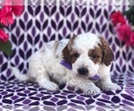 Small Photo #2 Australian Stumpy Tail Cattle Dog-Poodle (Toy) Mix Puppy For Sale in CLAY, PA, USA