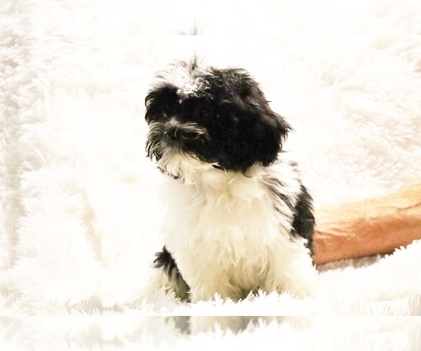 Medium Photo #28 ShihPoo Puppy For Sale in DYERSBURG, TN, USA
