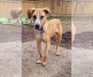 American Pit Bull Terrier-Unknown Mix Dogs for adoption in Bellevue, WA, USA