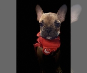 French Bulldog Puppy for sale in HOUSTON, TX, USA