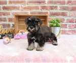 Small #4 Schnauzer (Miniature)