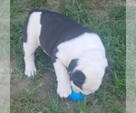 Small Photo #5 Olde English Bulldogge Puppy For Sale in CASCADE, MT, USA