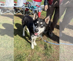 Mike - Male Siberian Husky Dog for Adoption - Photo #2
