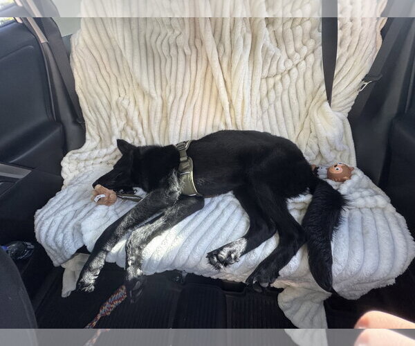 Medium Photo #2 German Shepherd Dog Puppy For Sale in Plantation, FL, USA