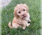 Small Photo #1 Cavapoo Puppy For Sale in GREENWOOD, IN, USA