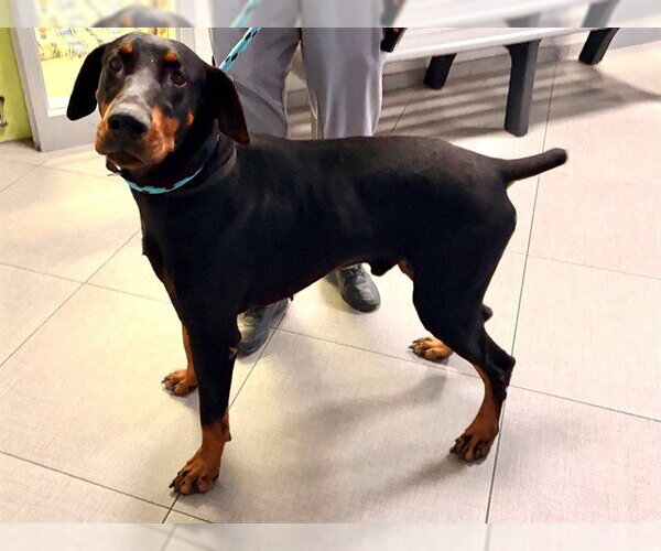 Medium Photo #1 Doberman Pinscher Puppy For Sale in Rancho Cucamonga, CA, USA