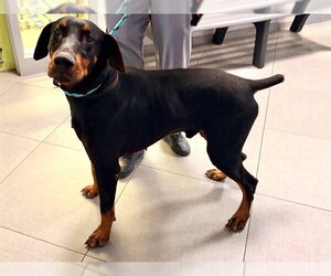 Doberman Pinscher Dogs for adoption in Rancho Cucamonga, CA, USA