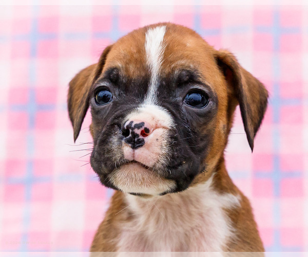 Medium Photo #83 Boxer Puppy For Sale in WAKARUSA, IN, USA
