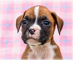 Small Photo #83 Boxer Puppy For Sale in WAKARUSA, IN, USA