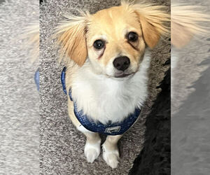 Chihuahua-English Cream Golden Retriever Mix Puppy for sale in SAN DIEGO, CA, USA