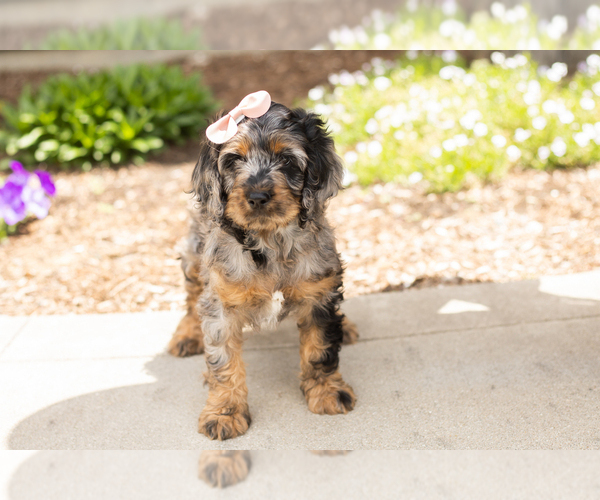 Medium Photo #4 Cocker Spaniel-Poodle (Miniature) Mix Puppy For Sale in MILLERSBURG, IN, USA