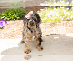 Small #3 Cocker Spaniel-Poodle (Miniature) Mix