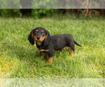 Small #12 Dachshund