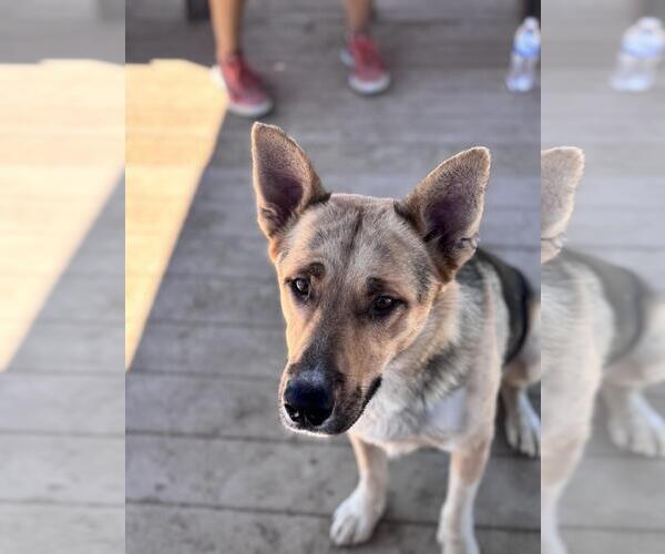 Medium Photo #4 German Shepherd Dog-Unknown Mix Puppy For Sale in Incline Village, NV, USA