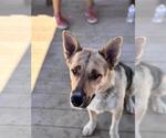 Small #3 German Shepherd Dog Mix
