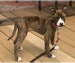 Small #22 American Pit Bull Terrier-Mountain Cur Mix