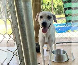 Mutt Dogs for adoption in Shreveport, LA, USA