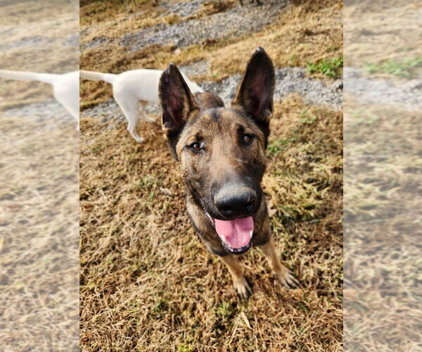 Medium Photo #4 Mutt Puppy For Sale in garner, NC, USA