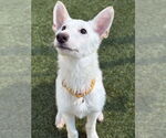 Small #1 Siberian Husky Mix