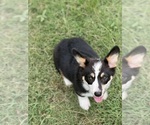 Puppy Yellow boy Pembroke Welsh Corgi