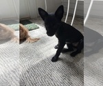 Small Photo #10 Chorkie Puppy For Sale in BRICK, NJ, USA