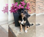 Small #1 Collie-Labrador Retriever Mix