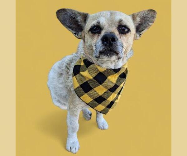 Medium Photo #1 Chihuahua-Unknown Mix Puppy For Sale in Bakersfield, CA, USA