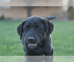 Small Photo #3 Sheprador Puppy For Sale in LOMA, CO, USA