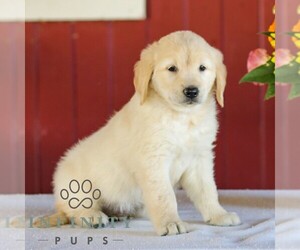 Golden Retriever Puppy for sale in MANHEIM, PA, USA