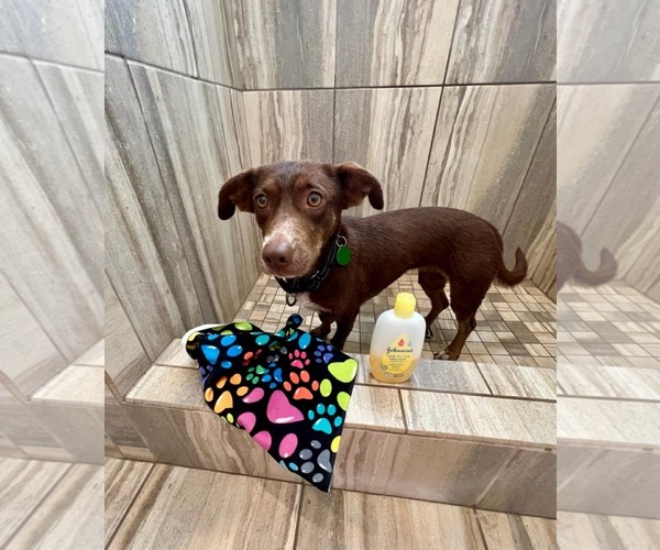 Medium Photo #7 Dachshund-Unknown Mix Puppy For Sale in Arlington, VA, USA