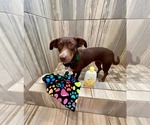 Small #6 Dachshund Mix