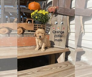 Golden Retriever Puppy for sale in CHELSEA, OK, USA