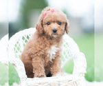 Puppy Tulip Maltipoo (Miniature)