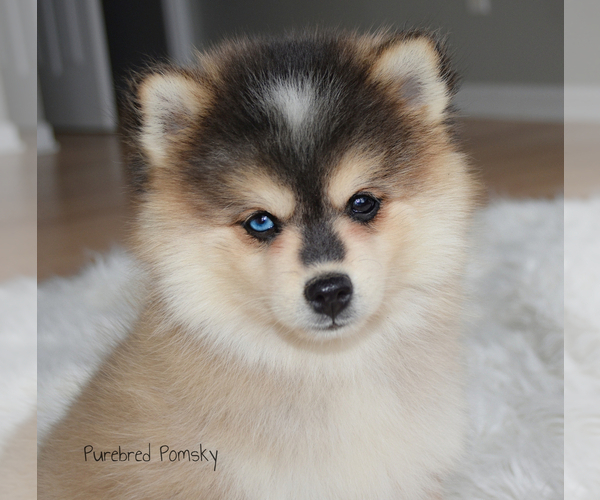 Medium Photo #1 Pomsky Puppy For Sale in KANSAS CITY, MO, USA