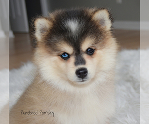 Pomsky Puppy for sale in KANSAS CITY, MO, USA