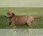 Small #6 Labrador Retriever Mix