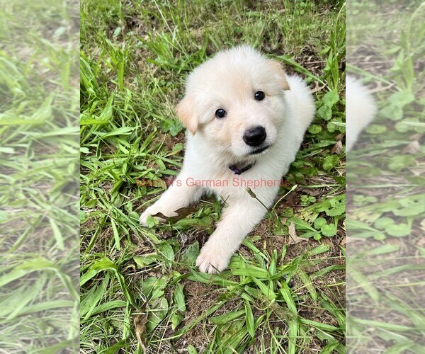 Medium Photo #6 German Shepherd Dog Puppy For Sale in PIEDMONT, MO, USA