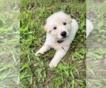 Small #5 German Shepherd Dog