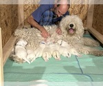 Small Photo #1 Komondor Puppy For Sale in SAINT ROSE, IL, USA