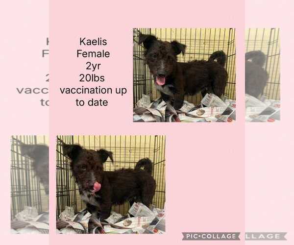 Medium Photo #2 Shih Tzu-Unknown Mix Puppy For Sale in Virginia Beach, VA, USA