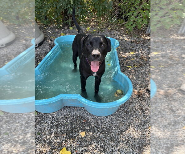 Medium Photo #12 Mutt Puppy For Sale in Elmsford, NY, USA