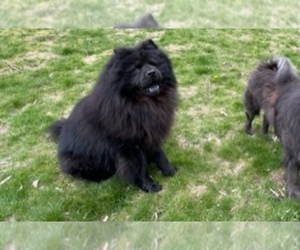 Father of the Chow Chow puppies born on 01/30/2023