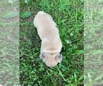 Small Photo #3 French Bulldog Puppy For Sale in WEST PLAINS, MO, USA