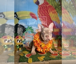French Bulldog Puppy for sale in HAMPTON, VA, USA