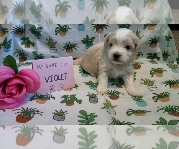 Medium Photo #6 Maltipoo (Miniature) Puppy For Sale in BROOKFIELD, MO, USA