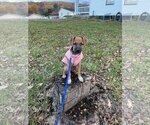 Small #17 Black Mouth Cur Mix