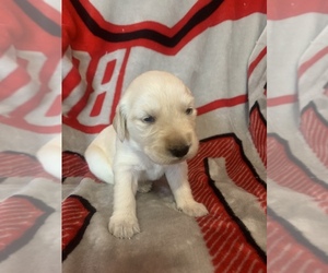 Golden Retriever Puppy for sale in BEAVERCREEK TOWNSHIP, OH, USA