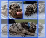 Puppy KitKat Goldendoodle