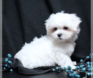 Maltese Puppy for sale in ROCK VALLEY, IA, USA